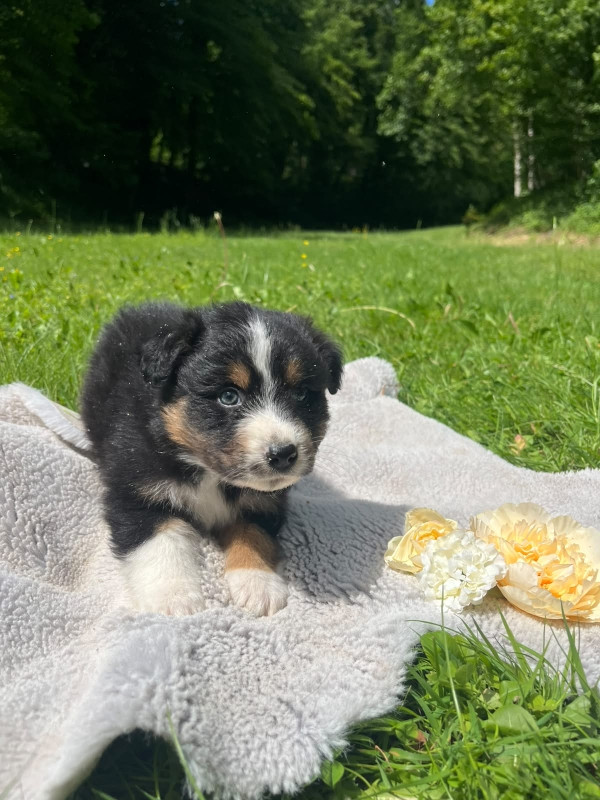 Du rivage des mille etangs - Chiots disponibles - Berger Australien