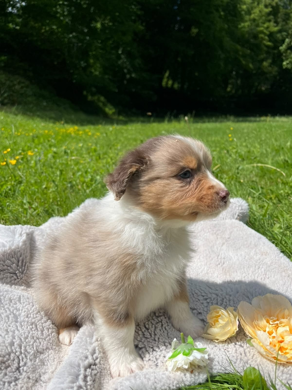 Du rivage des mille etangs - Chiots disponibles - Berger Australien