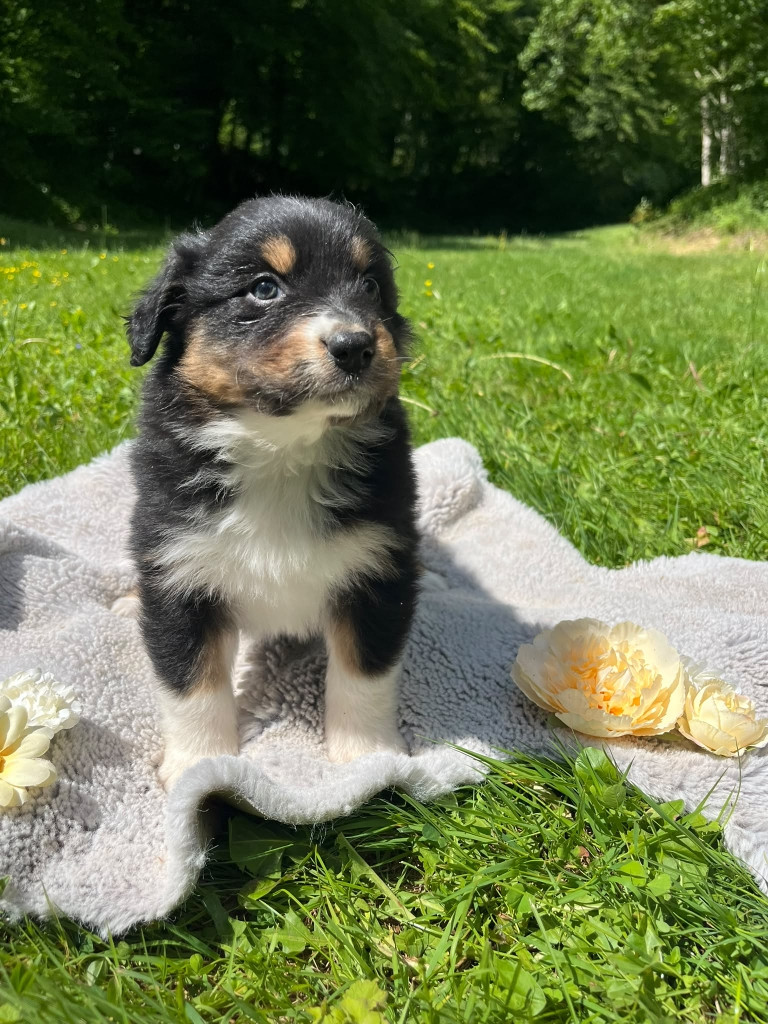 Du rivage des mille etangs - Chiots disponibles - Berger Australien