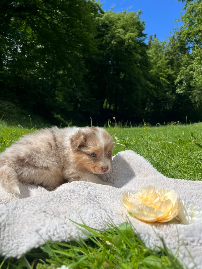 Du rivage des mille etangs - Chiots disponibles - Berger Australien