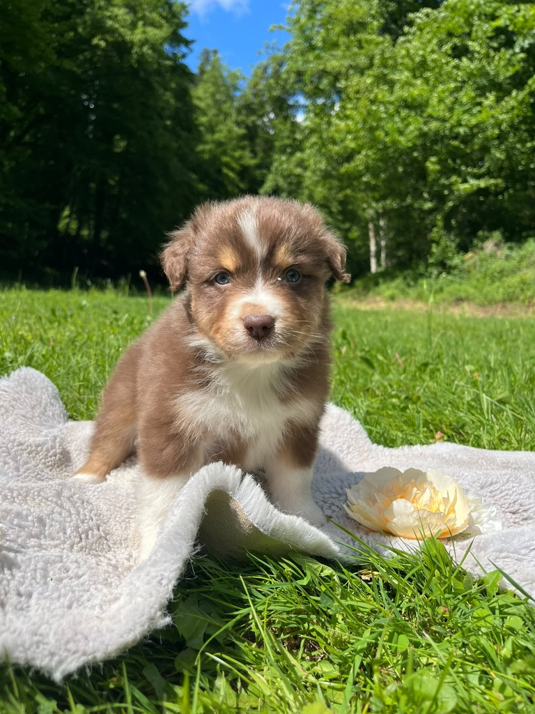 Du rivage des mille etangs - Chiots disponibles - Berger Australien