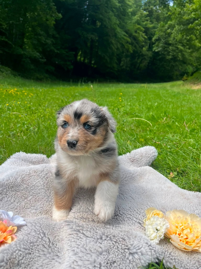 Du rivage des mille etangs - Chiots disponibles - Berger Australien