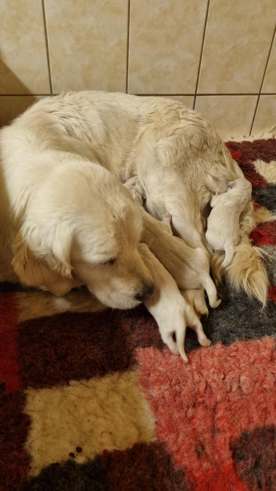 Du rivage des mille etangs - Chiots disponibles - Golden Retriever