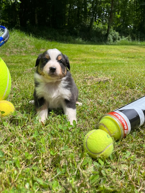 Du rivage des mille etangs - Chiots disponibles - Berger Australien