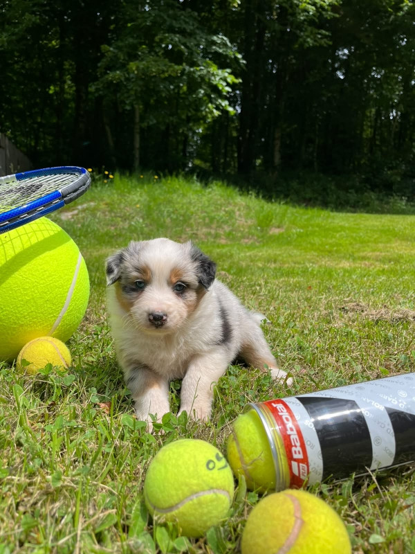 Du rivage des mille etangs - Chiots disponibles - Berger Australien