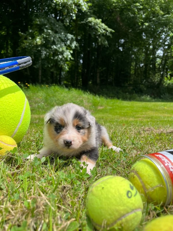 Du rivage des mille etangs - Chiots disponibles - Berger Australien