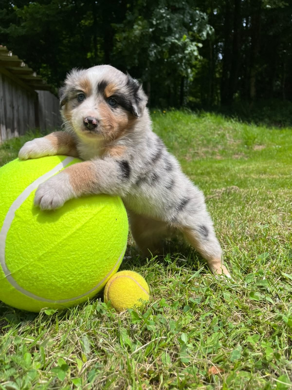 Du rivage des mille etangs - Chiots disponibles - Berger Australien