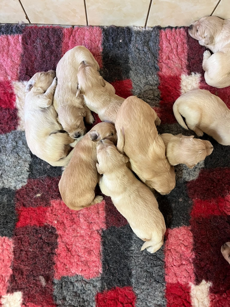 Chiot Golden Retriever Du rivage des mille etangs