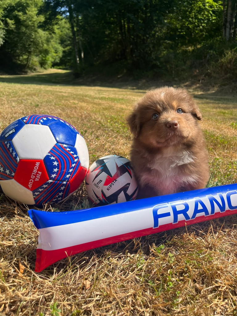 Du rivage des mille etangs - Chiots disponibles - Berger Australien