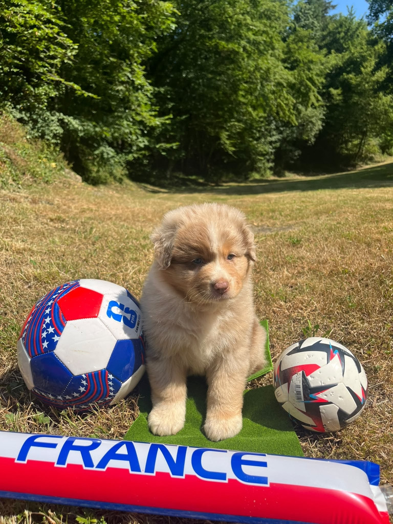 Du rivage des mille etangs - Chiots disponibles - Berger Australien