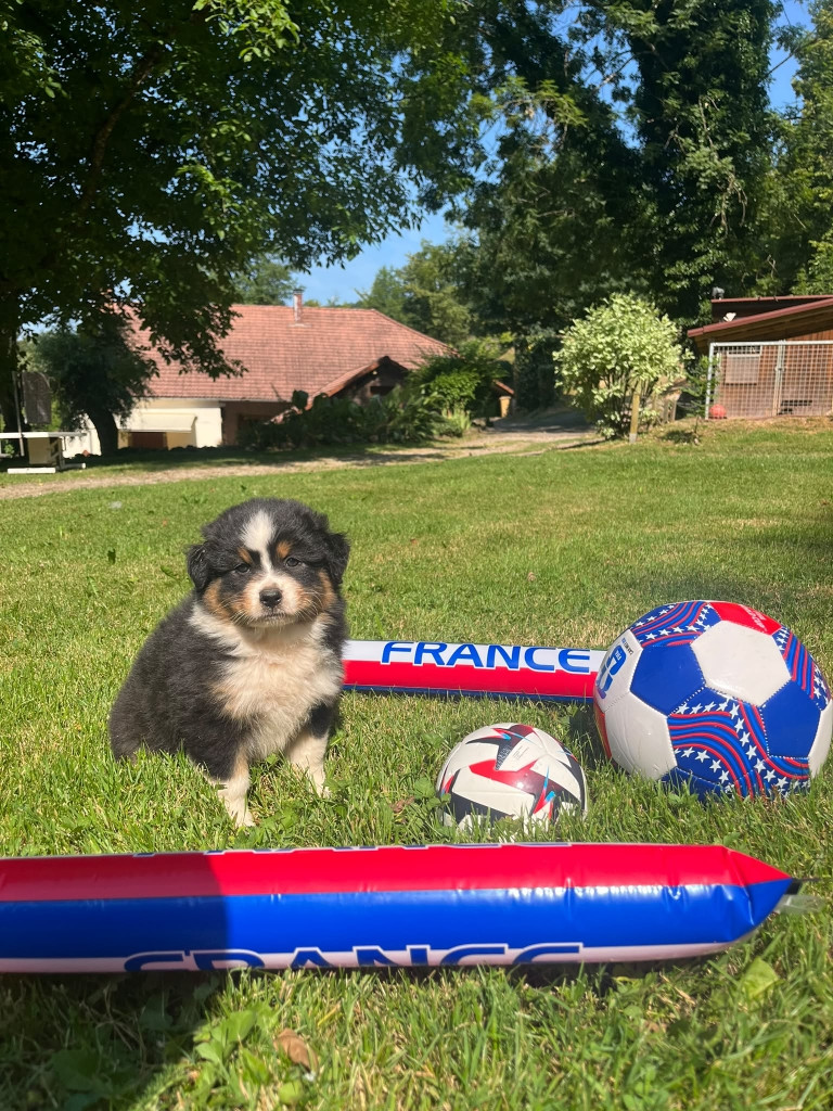 Du rivage des mille etangs - Chiots disponibles - Berger Australien