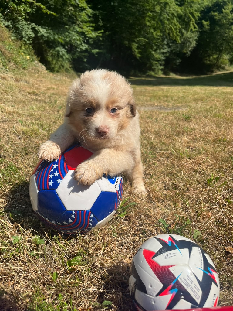 Du rivage des mille etangs - Chiots disponibles - Berger Australien