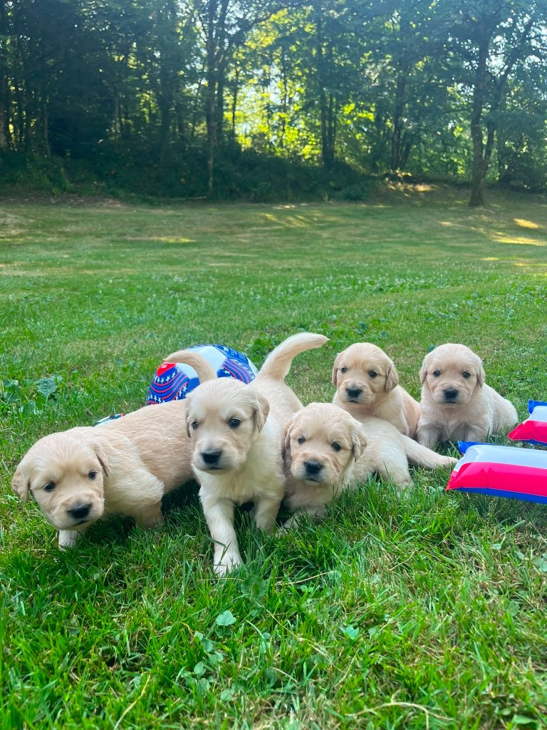 Du rivage des mille etangs - Chiots disponibles - Golden Retriever