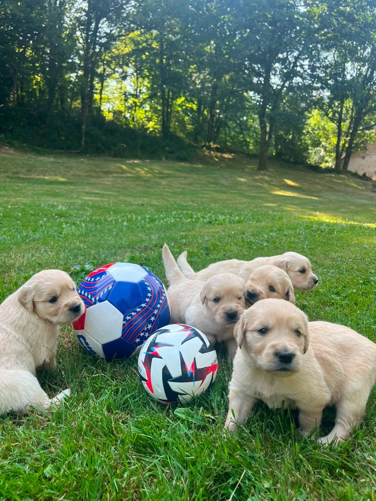 Du rivage des mille etangs - Chiots disponibles - Golden Retriever