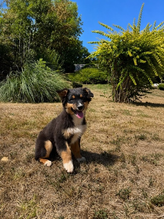 Du rivage des mille etangs - Chiots disponibles - Berger Australien