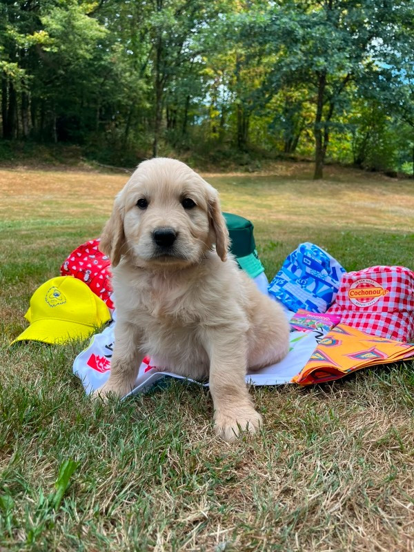Du rivage des mille etangs - Chiots disponibles - Golden Retriever