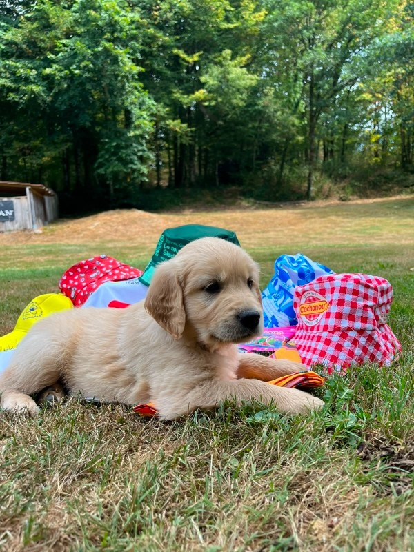 Du rivage des mille etangs - Chiots disponibles - Golden Retriever