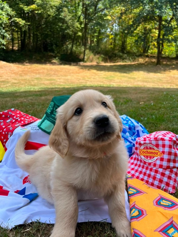 Du rivage des mille etangs - Chiots disponibles - Golden Retriever