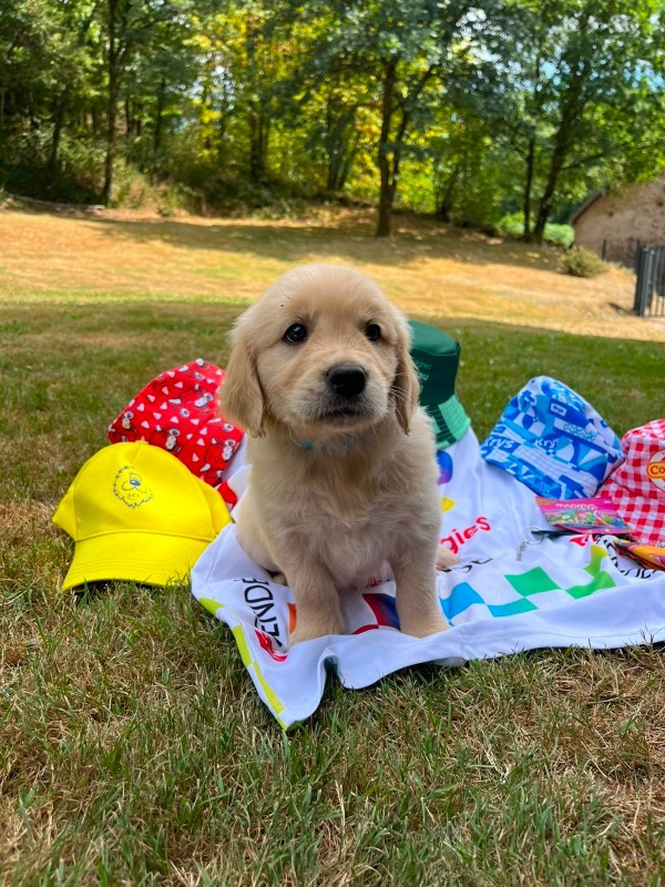 Du rivage des mille etangs - Chiots disponibles - Golden Retriever