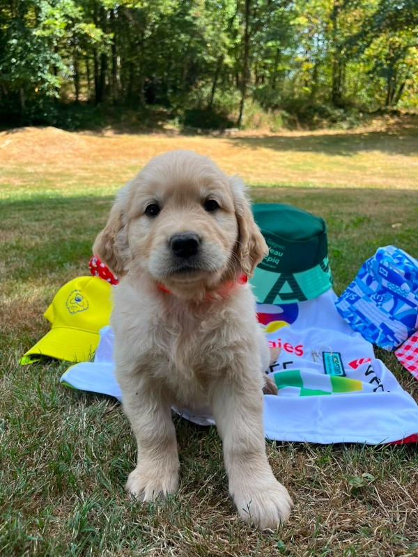 Du rivage des mille etangs - Chiots disponibles - Golden Retriever