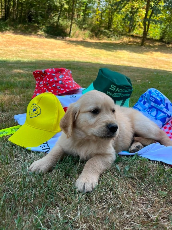 Du rivage des mille etangs - Chiots disponibles - Golden Retriever