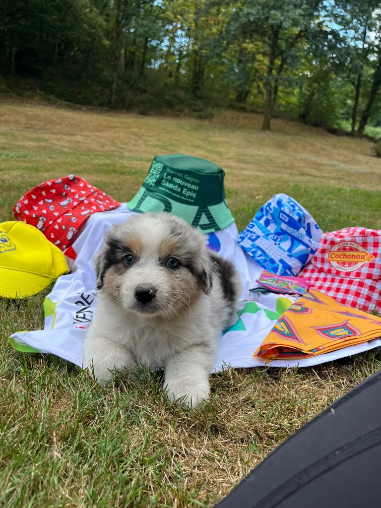 Du rivage des mille etangs - Chiots disponibles - Berger Australien