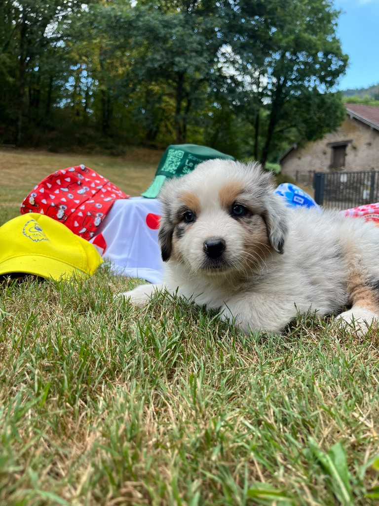 Du rivage des mille etangs - Chiots disponibles - Berger Australien