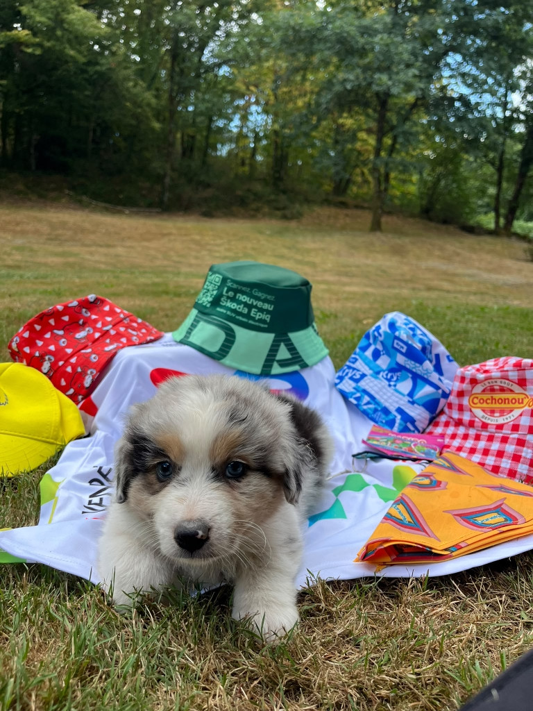 Du rivage des mille etangs - Chiots disponibles - Berger Australien