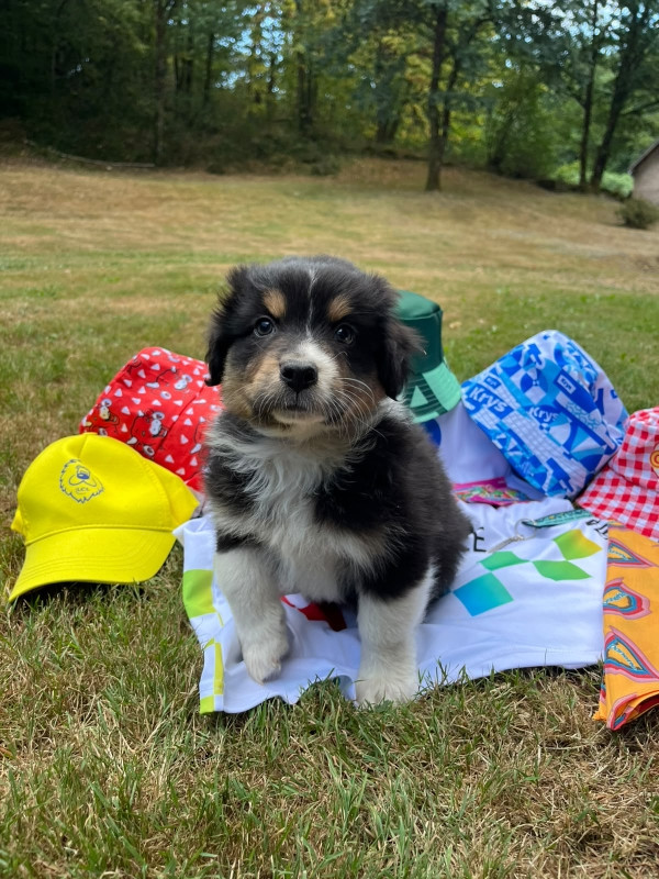 Du rivage des mille etangs - Chiots disponibles - Berger Australien