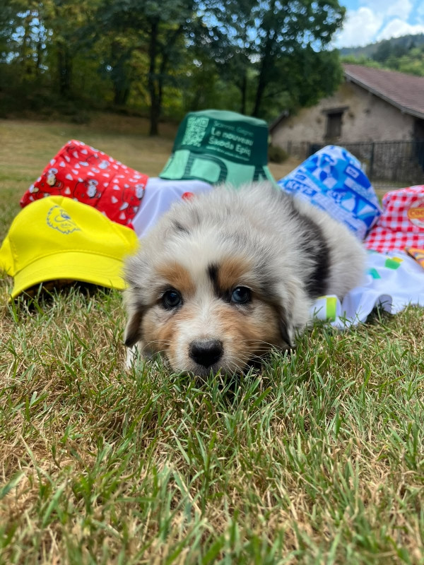Du rivage des mille etangs - Chiots disponibles - Berger Australien