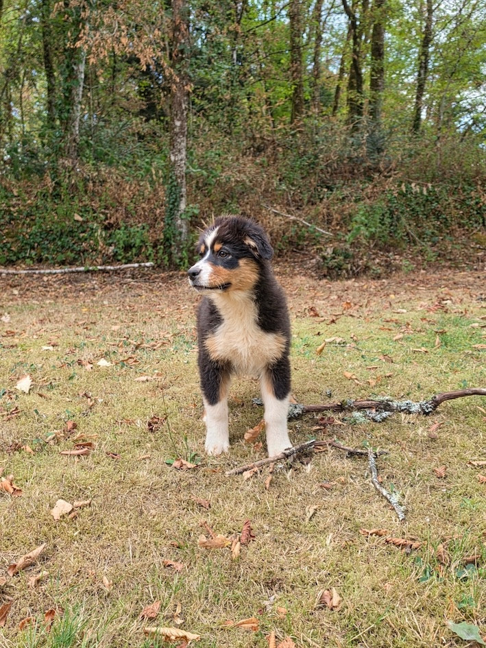Du rivage des mille etangs - Chiots disponibles - Berger Australien