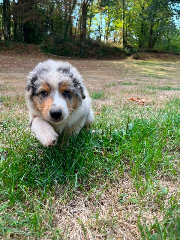 Du rivage des mille etangs - Chiots disponibles - Berger Australien