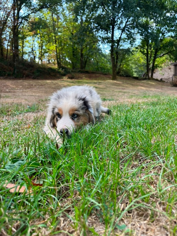 Du rivage des mille etangs - Chiots disponibles - Berger Australien