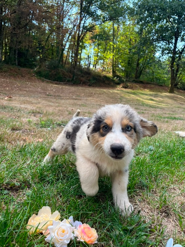 Du rivage des mille etangs - Chiots disponibles - Berger Australien