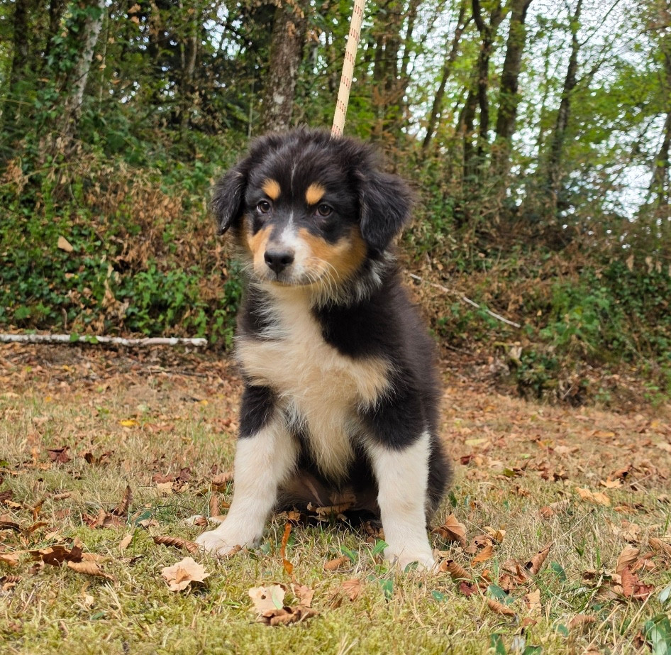 Du rivage des mille etangs - Chiots disponibles - Berger Australien