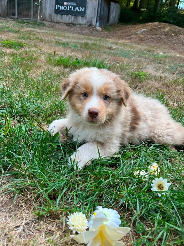 Du rivage des mille etangs - Chiots disponibles - Berger Australien