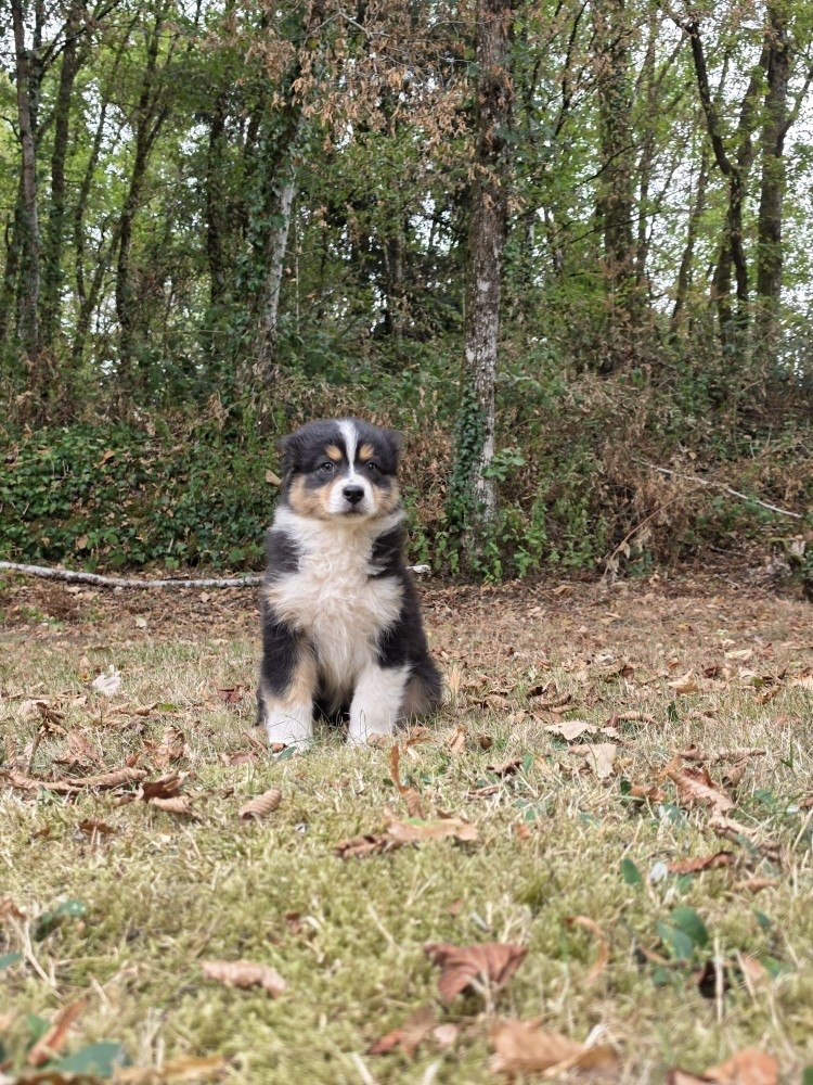 Du rivage des mille etangs - Chiots disponibles - Berger Australien