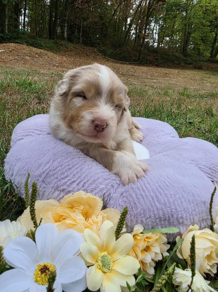 Du rivage des mille etangs - Chiots disponibles - Berger Australien