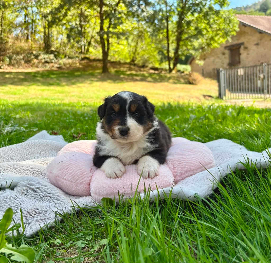 Du rivage des mille etangs - Chiots disponibles - Berger Australien