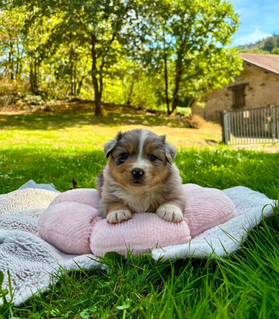 Du rivage des mille etangs - Chiots disponibles - Berger Australien