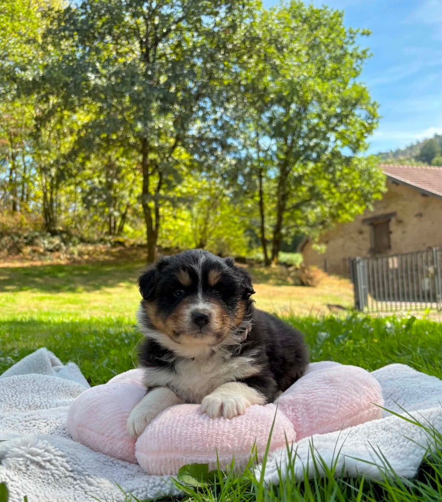Du rivage des mille etangs - Chiots disponibles - Berger Australien