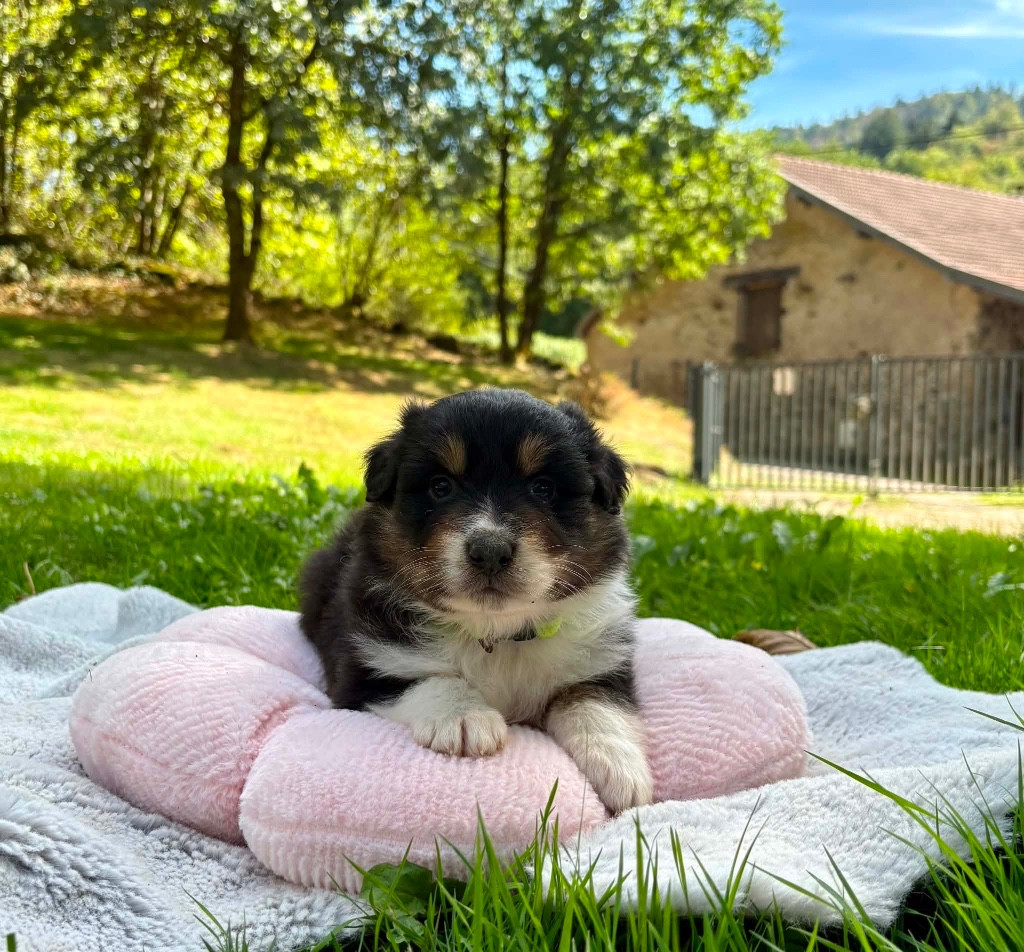 Du rivage des mille etangs - Chiots disponibles - Berger Australien