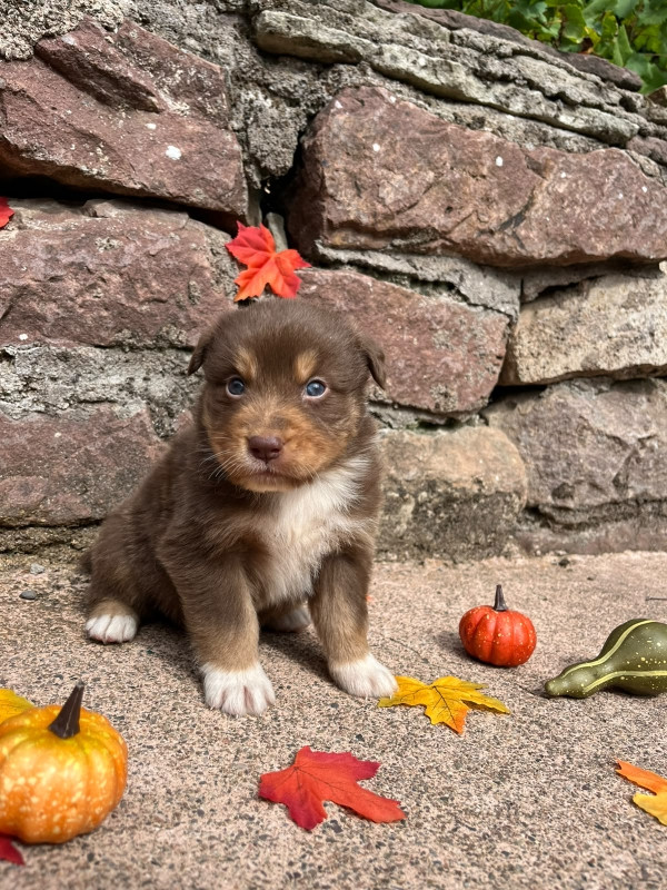 Du rivage des mille etangs - Chiots disponibles - Berger Australien