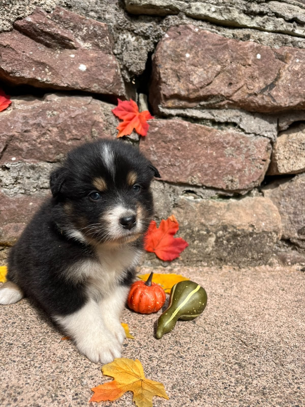 Du rivage des mille etangs - Chiots disponibles - Berger Australien