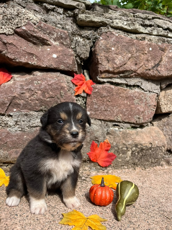 Du rivage des mille etangs - Chiots disponibles - Berger Australien