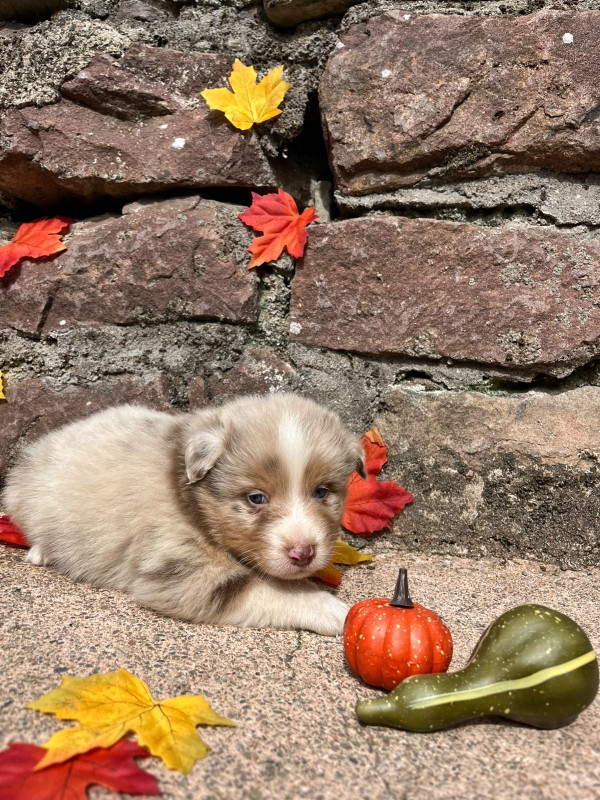 Du rivage des mille etangs - Chiots disponibles - Berger Australien