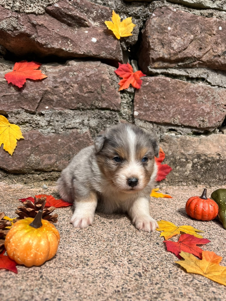 Du rivage des mille etangs - Chiots disponibles - Berger Australien