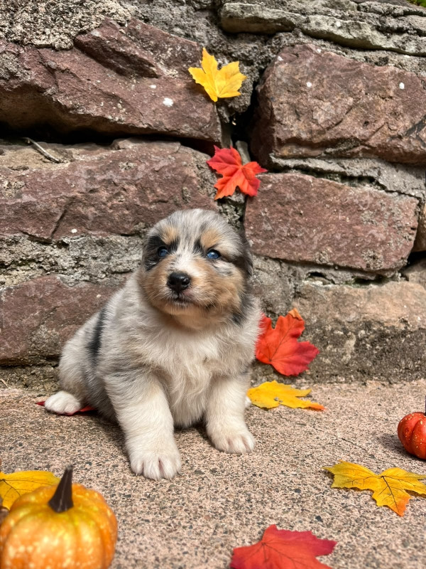 Du rivage des mille etangs - Chiots disponibles - Berger Australien