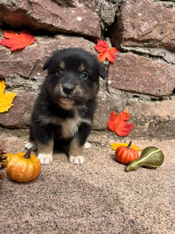 Du rivage des mille etangs - Chiots disponibles - Berger Australien