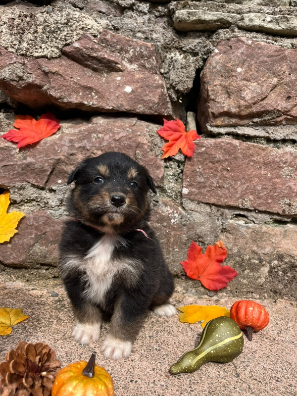 Du rivage des mille etangs - Chiots disponibles - Berger Australien